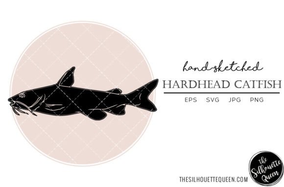 Hardhead Catfish Hand Sketched